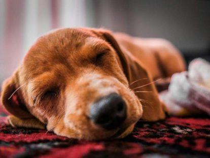 a puppy sleeping on a blanket